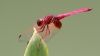 J01_1984 Trithemis aurora male